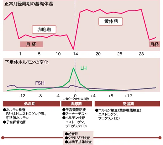 月経周期と検査スケジュールのグラフ