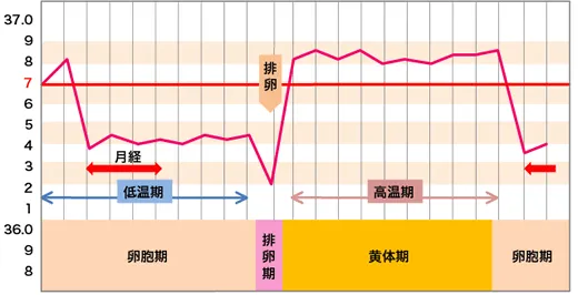 基礎体温のグラフ