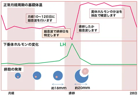 排卵検査薬による排卵予測