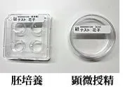 胚培養・顕微授精