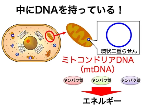 中にDNAを持っている!環状二重らせん ミトコンドリアDNA(mtDNA)タンパク質→エネルギー