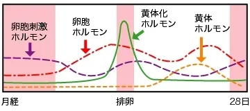 周期と分泌されるホルモンについてのグラフ