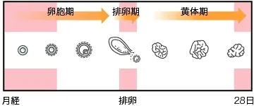 卵胞の変化図