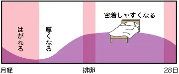 子宮内膜の変化図
