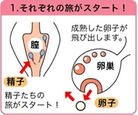 卵子と精子の旅のスタート