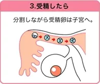 受精後子宮に進むイメージ