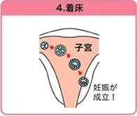 子宮での着床