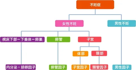 不妊症には女性不妊と男性不妊に大別され、女性不妊には、視床下部・下垂体・卵巣において内分泌・排卵因子、卵管因子、子宮では子宮因子や頸管因子などがあります。男性に原因がある場合もあります。