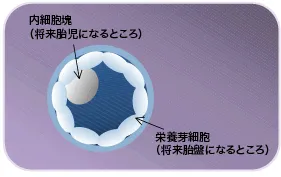 内細胞塊(将来胎児になるところ)と栄養芽細胞(将来胎盤になるところ)のイメージ