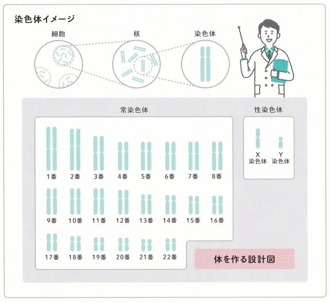 染色体イメージ