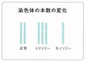 染色体の本数の変化